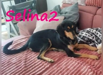 Selina2 geb. 09/2024 (in Deutschland) - aufgeschlossene und kluge Junghündin!