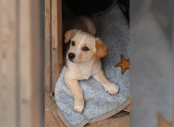 Peggy, zarte, liebevolle Zaubermaus, für Anfänger geeignet