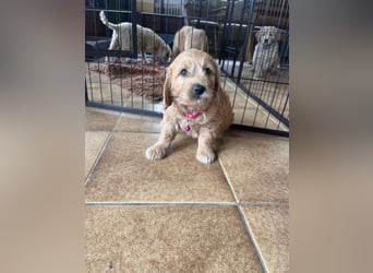 Goldendoodle mini Medium Doodle Abgabe an Pfingsten