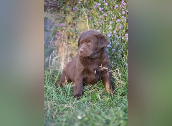 Aussiedor Aussiedorwelpe Welpe Australien Shepherd x Labrador