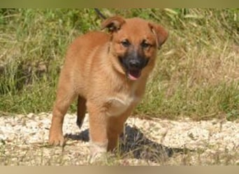 Balu, ein verspieltes Hundekind auf der Suche nach einem Zuhause fürs Leben