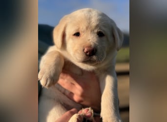 Zuckersüße Labrakita Welpen suchen ihr neues Zuhause!