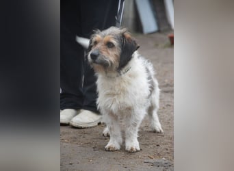 Larry - charmanter, freundlicher Terrier Mix Rüde
