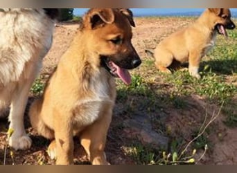 Rosi, ein verspieltes Hundekind auf der Suche nach einem Zuhause fürs Leben