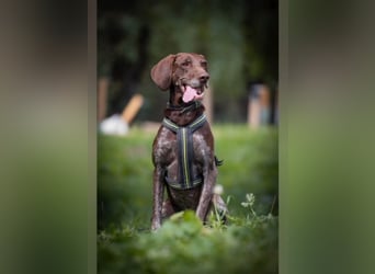 Neo wartet in Tierheim 75177 Pfortzheim