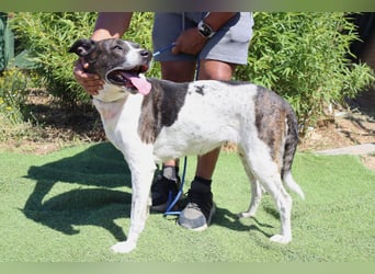 Nikita, Mix Labrador / Boxer, lieb und sozial