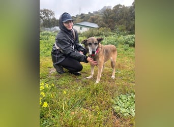 Manuela (Spanien) - freundliche Schäferhund-Mix-Hündin, wünscht sich sehnlichst ein neues Zuhause