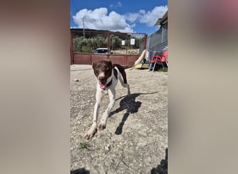 Cookie, Katzenverträglichkeit und lieb