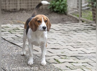 Jogger ist fröhlich und aufgeweckt