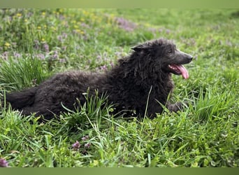 Priska: Für Menschen mit Herz und Hundeverstand