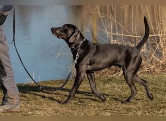 Joe Fritz - aktiver Familienhund - Tierhilfe Franken e.V.