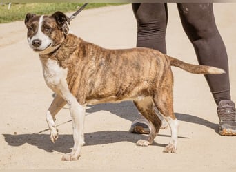 Xena, hat es nicht verdient im Tierheim alt zu werden. Ein absolut toller Familienhund!
