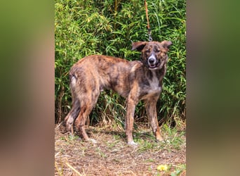 Peanut, Mix Labrador / Rafeiro Alentejano, lieb und sozial