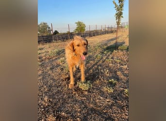 Kelly – Griffon Mix: sanfte Hundeseele sucht dringend ein Zuhause voller Liebe