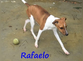 Rafaelo 08/2024 (ESP) - aufgeweckter, zuckersüßer Whippet Welpe!