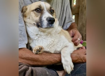 Lilu muss dringend aus dem Shelter
