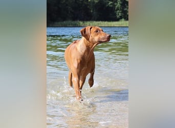 Rhodesian Ridgeback Welpen VDH /FCI