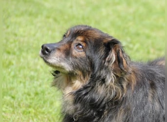 FRODO sucht ein Zuhause