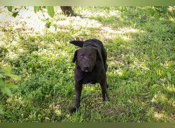 KYLO – Labradormix - freundlicher Begleiter mit ruhiger Ausstrahlung