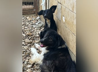 Zuckersüße FIONA ist verspielt und neugierig