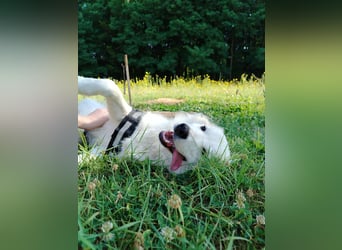 süße Retriever Mischlings Hündin Sally sucht ihre Menschen