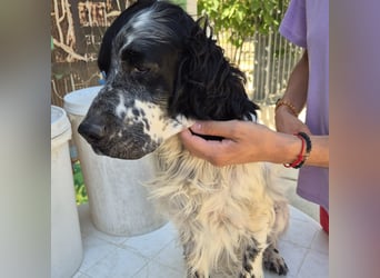 Lord  - ein ruhiger, wunderbarer Setter sucht sein liebevolles Zuhause!