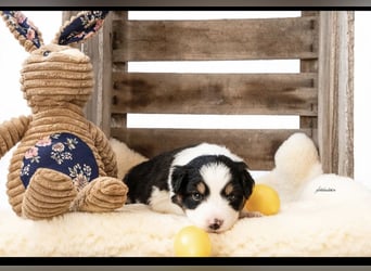Zuckersüße kleine  Australian Shepherd Babys