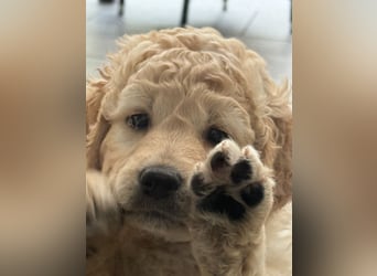 Labradoodle