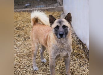 JUAN - der Akita Mix braucht etwas Zeit, bis er den Menschen vertrauen kann