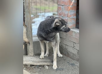 GREY, Hündin, 4 Jahre, 44 cm, Mischling, Tierschutz
