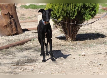 GUILIA-zarte Galga mit großer Seele sucht Geborgenheit in einem liebevollen Zuhause