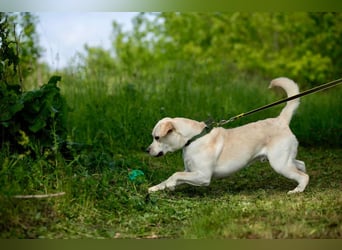 Labrador Bern sucht ein Zuhause
