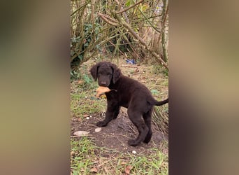 Curly Coated Retriever – braune Rüden (8 Wochen) aus dem Zwinger Cornrow