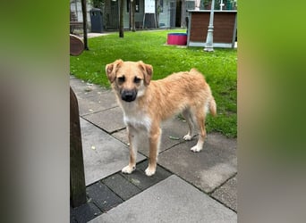 ♥PEPITO♥ neu auf Pflegestelle bei Köln - niedlicher, verspielter, fröhlicher Jungspund 46cm