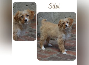Silvi
