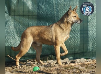 Rocco sucht ein Zuhause