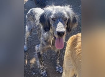 Nadine-liebe, verträgliche Setter-Mix-Hündin sucht ihre Familie