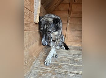 Flint - Hundeflüsterer gesucht