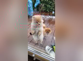 Pomeranian Spitz