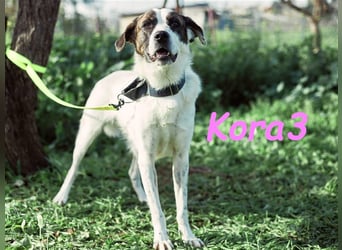 Kora3 08/2019 (ESP) - verspielte und kluge, hübsche Boxer-Mix Hündin!