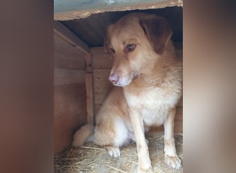 ♥JANNI♥ sehr hübscher, ganz lieber, noch unsicherer Rüde 61 cm