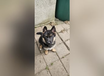 Schäferhund Welpen