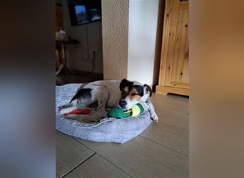 MOMO ca. 2 J. Parson-Terriermix-Rüde sucht sportl. familie