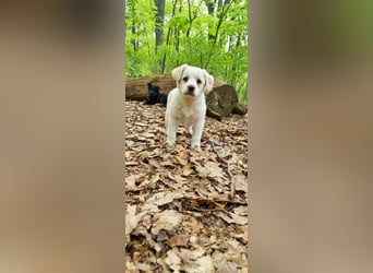 Labrador-Mischlingswelpe sucht liebevolles Zuhause