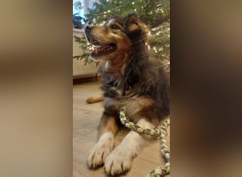 Wolfi - kleine coole Socke
