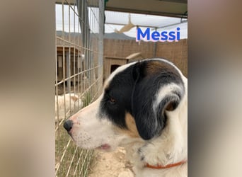 Messi, 01/23 - sportlicher Kumpel sucht seine Menschen