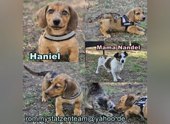 Haniel ist ein kleiner Draufgänger