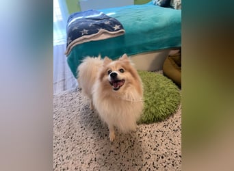 Leo SR – kleiner Sonnenschein sucht ein liebevolles Zuhause!