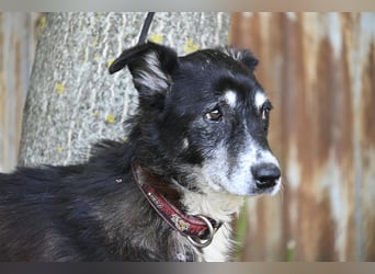 Hetti SI – Hundeomi sucht Gnadenplatz