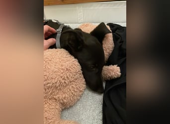 Susi sucht ihre Lieblingsmenschen (10709 Berlin)